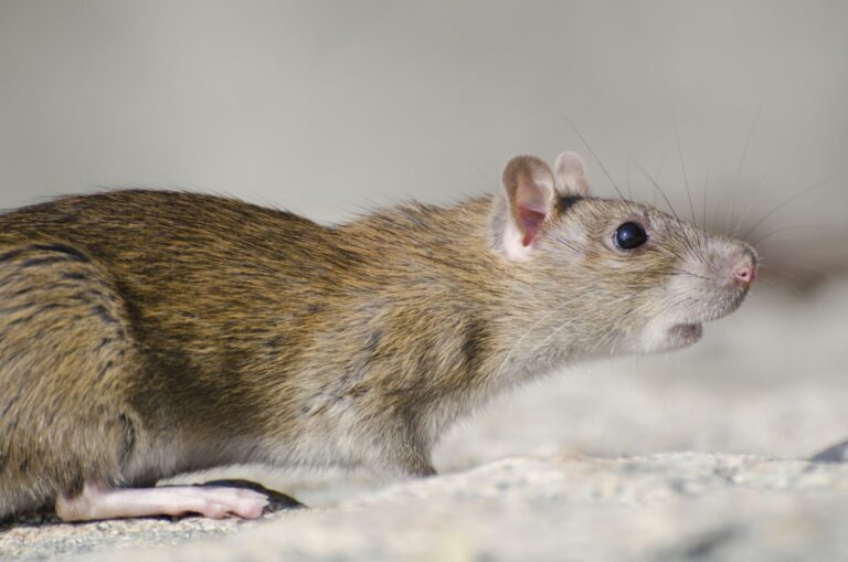 Ratas convencionales eliminar