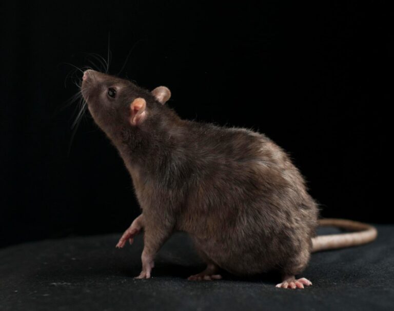 Quitar ratas negras de mi casa