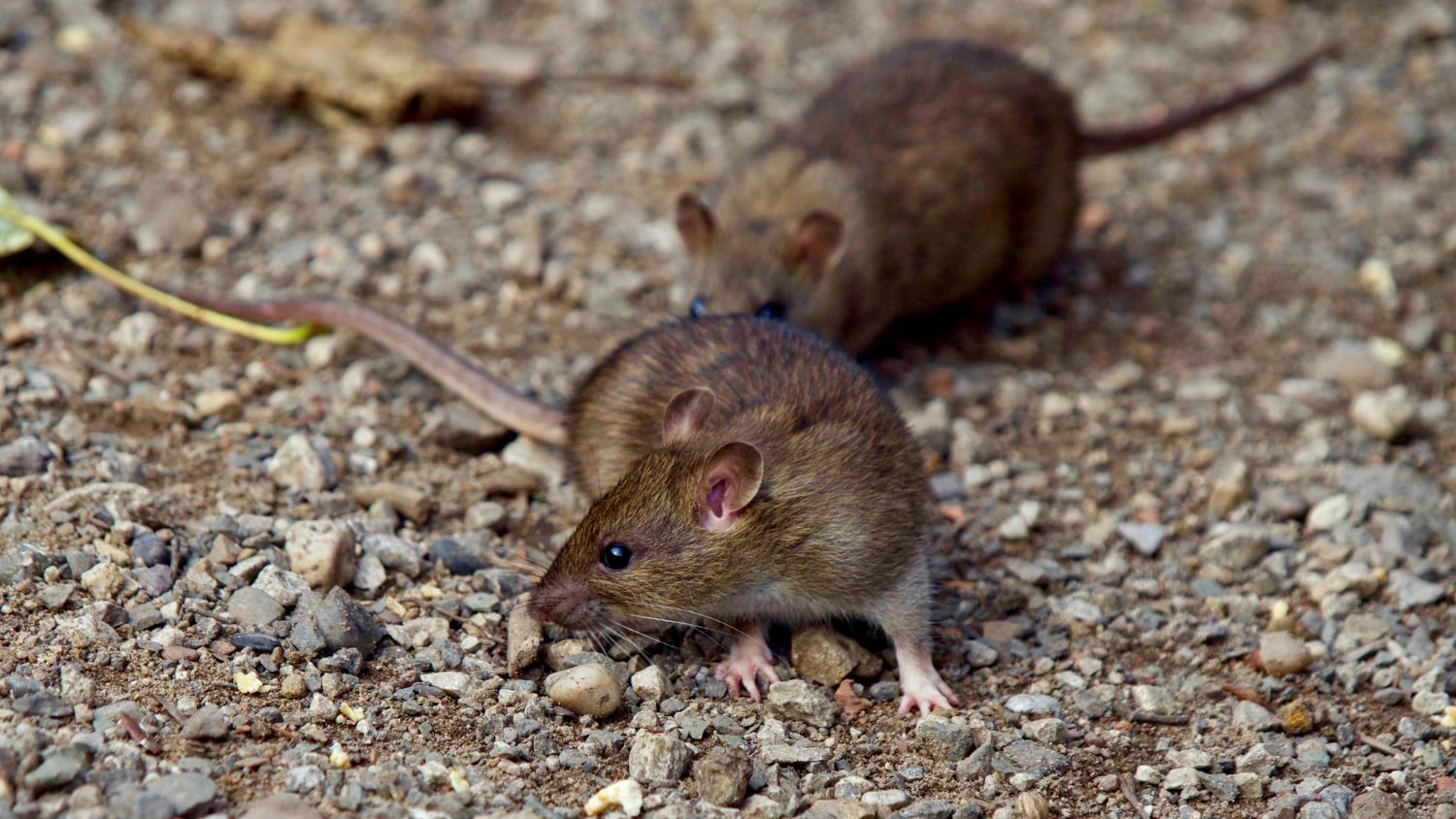 Desratizacion de ratas en casa
