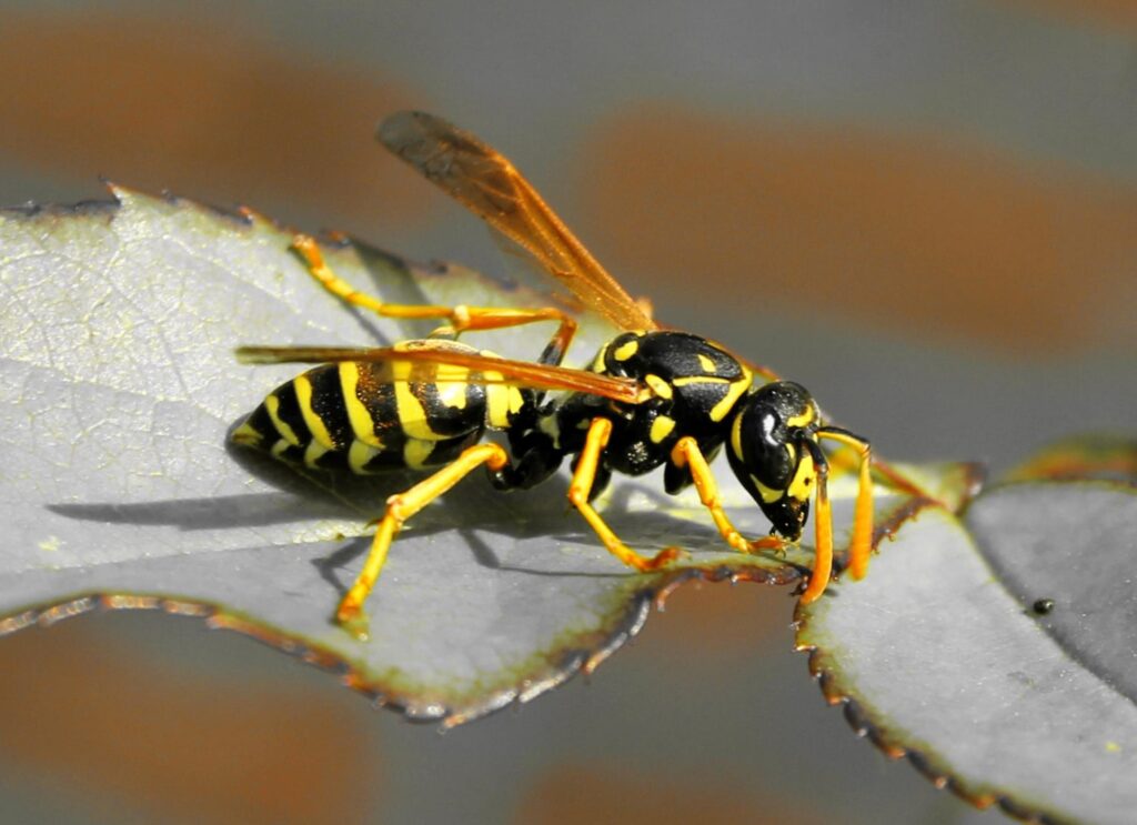 Quitar avispero de mi casa