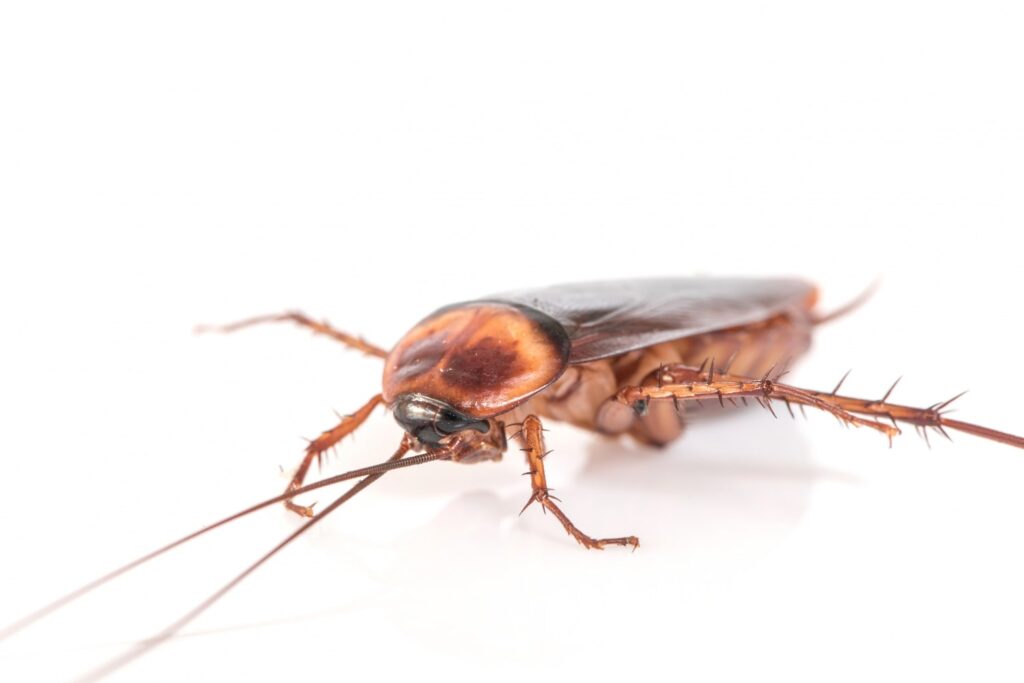 Quitar insectos de mi casa en la despensa